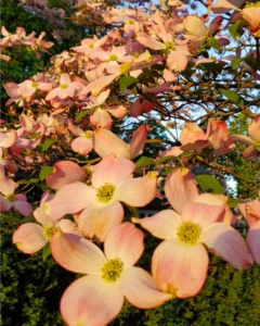 A late afternoon photo of a flowering pink dogwood.